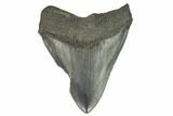 Bargain, Fossil Megalodon Tooth - South Carolina #124752-2